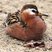 Red Phalarope